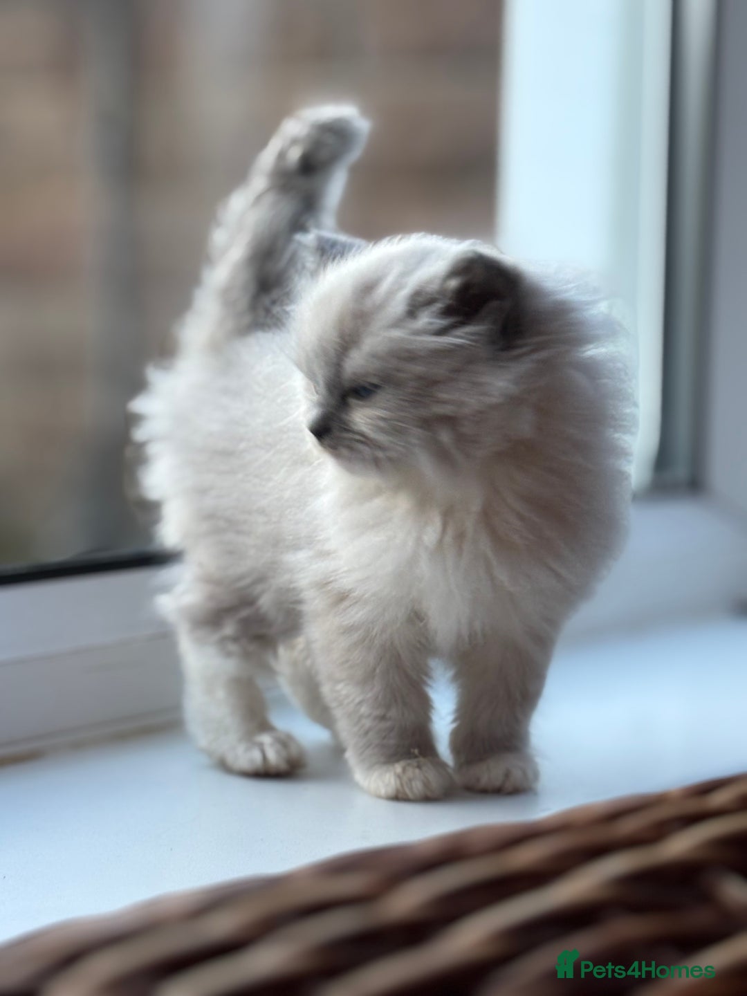 Ragdoll cats for sale: 🌟TICA🌟Champion Ragdoll🏆🏆🏆 - Advert 20