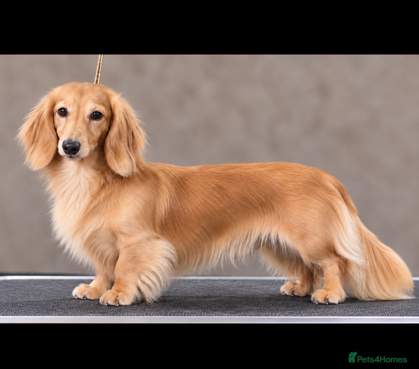 Miniature Dachshund dogs for stud: Cream  - Advert 1