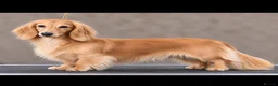 Miniature Dachshund dogs for stud: Cream  - Advert 1