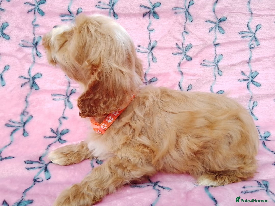 Cavapoo dogs for sale: Exceptional cavapoo puppies  - Image 26