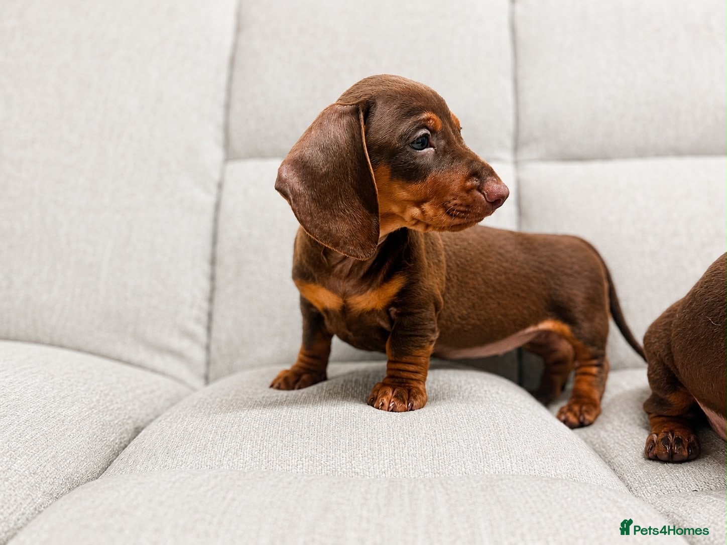 Miniature Dachshund dogs Beautiful litter of miniature dachshunds - Advert 1