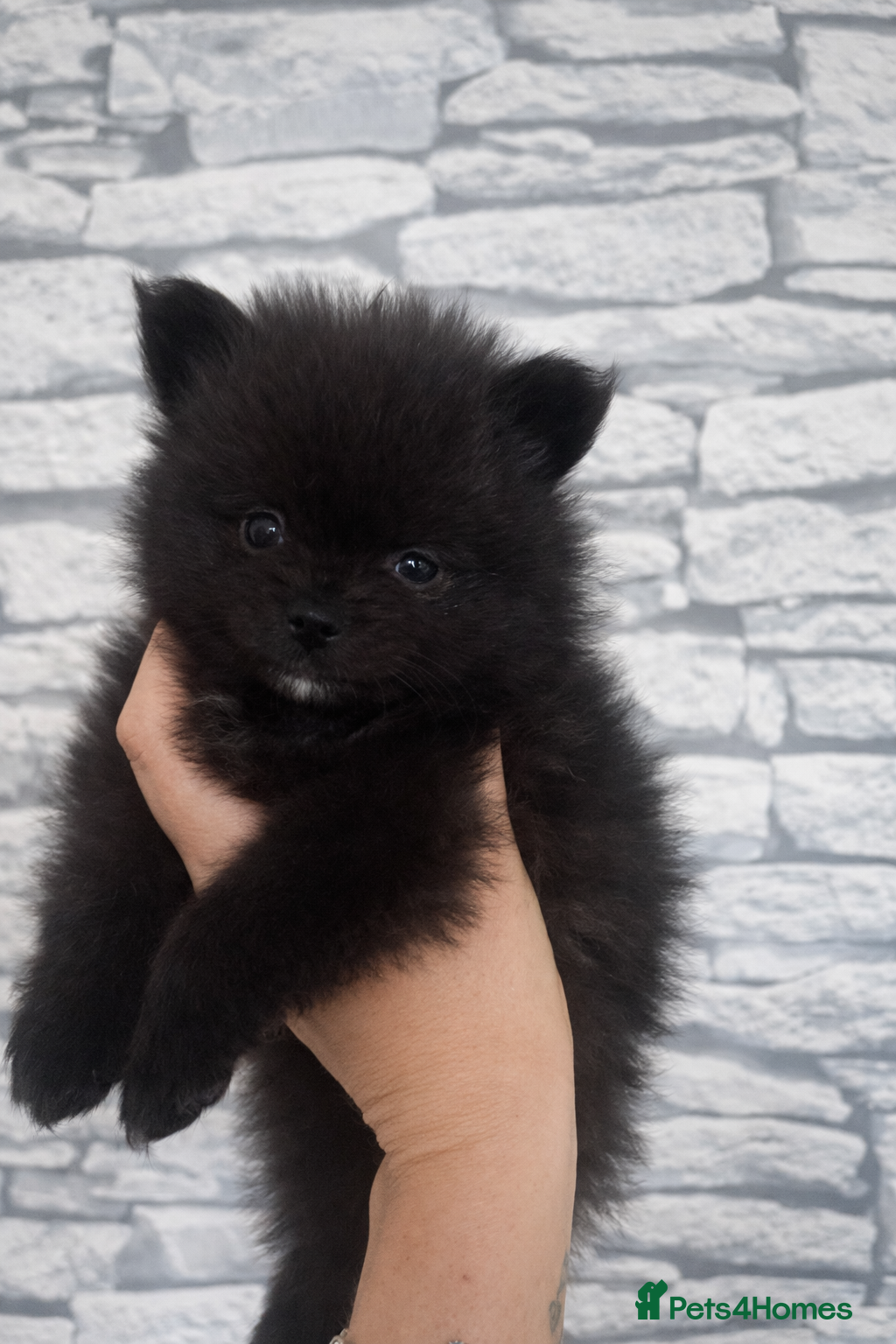 Pomeranian dogs 1 Small boy available & ready for new home - Advert 4