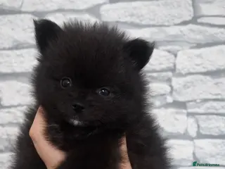 Pomeranian dogs 1 Small boy available & ready for new home - Advert 4