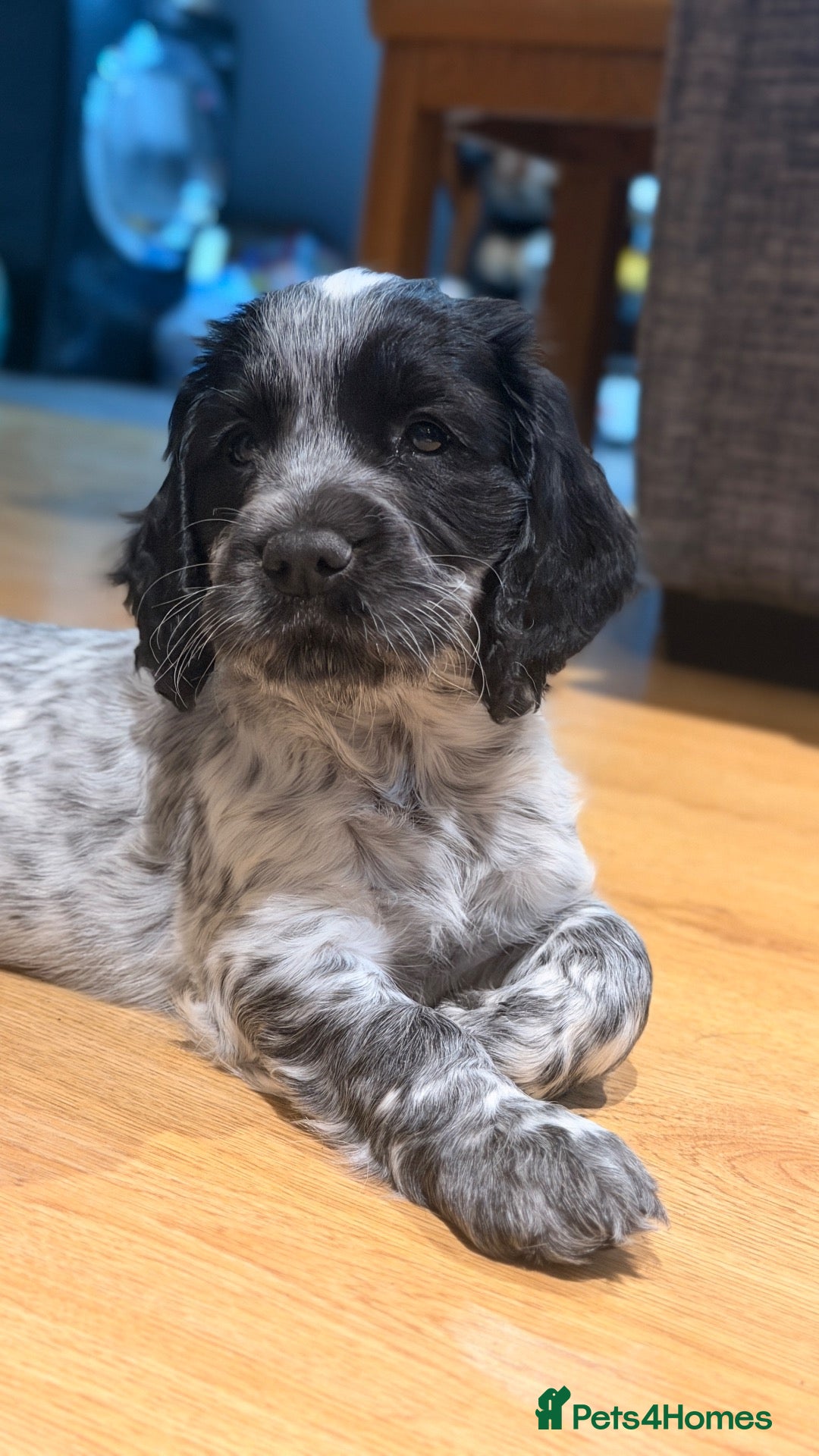 Cocker Spaniel dogs for sale: KC reg working cocker  - Advert 5
