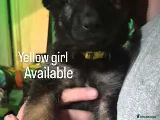 German Shepherd dogs 1 girl left! gorgeous german shepherd pups🐾 - Advert 10
