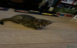 Domestic Shorthair cats for sale: 2 gorgeous tabby girls left - Image 11