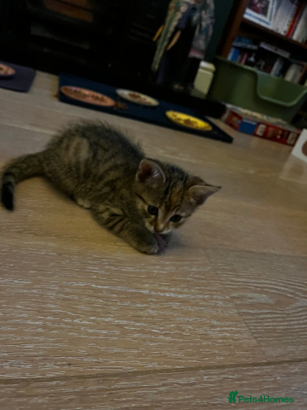 Domestic Shorthair cats for sale: 2 gorgeous tabby girls left - Image 11