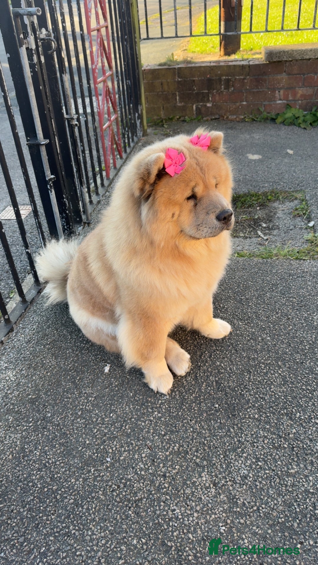 Chow Chow dogs for sale: Chow chow puppies for sale - Advert 4