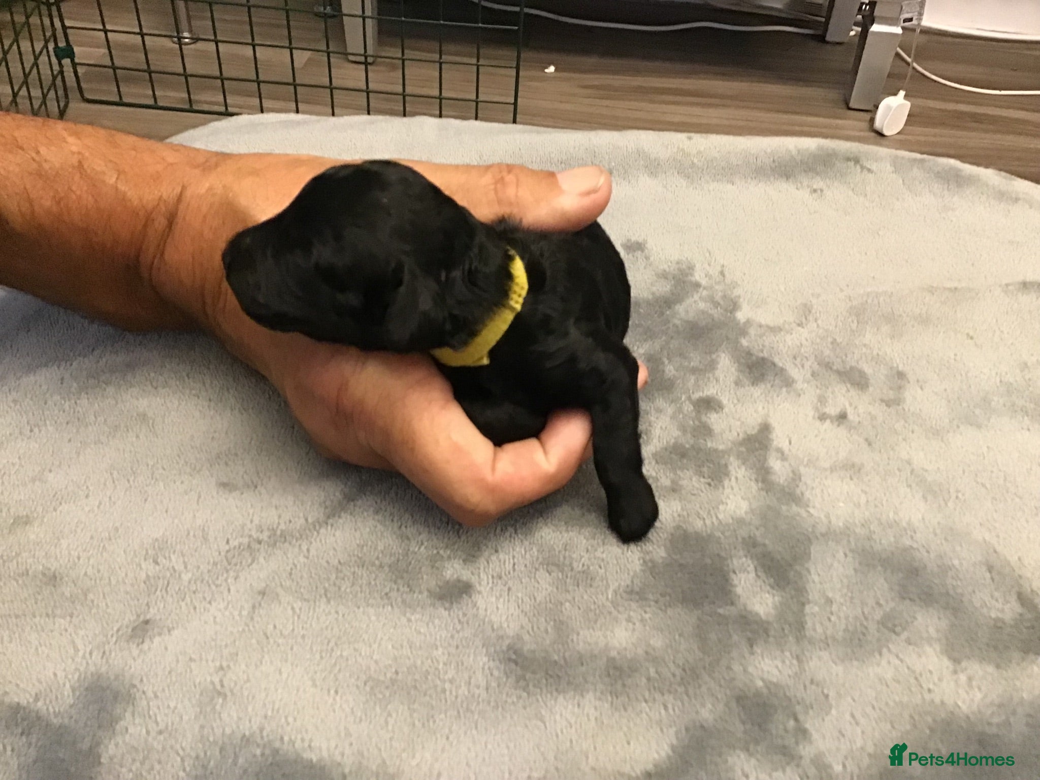 Miniature Poodle dogs for sale: Miniature poodle  - Advert 1