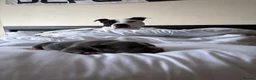 Staffordshire Bull Terrier dogs for sale: Beautiful Staffordshire Bull Terrier Pups - Advert 12