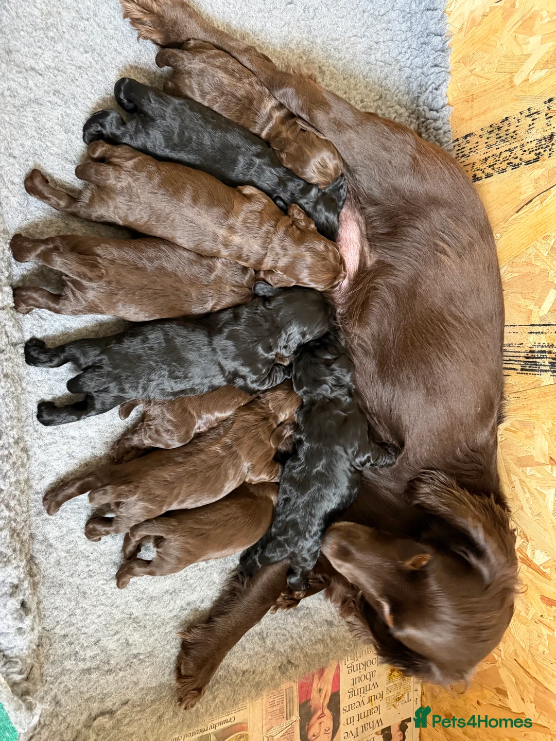 Cocker Spaniel dogs for sale: Quality working cocker spaniel pups - Advert 4