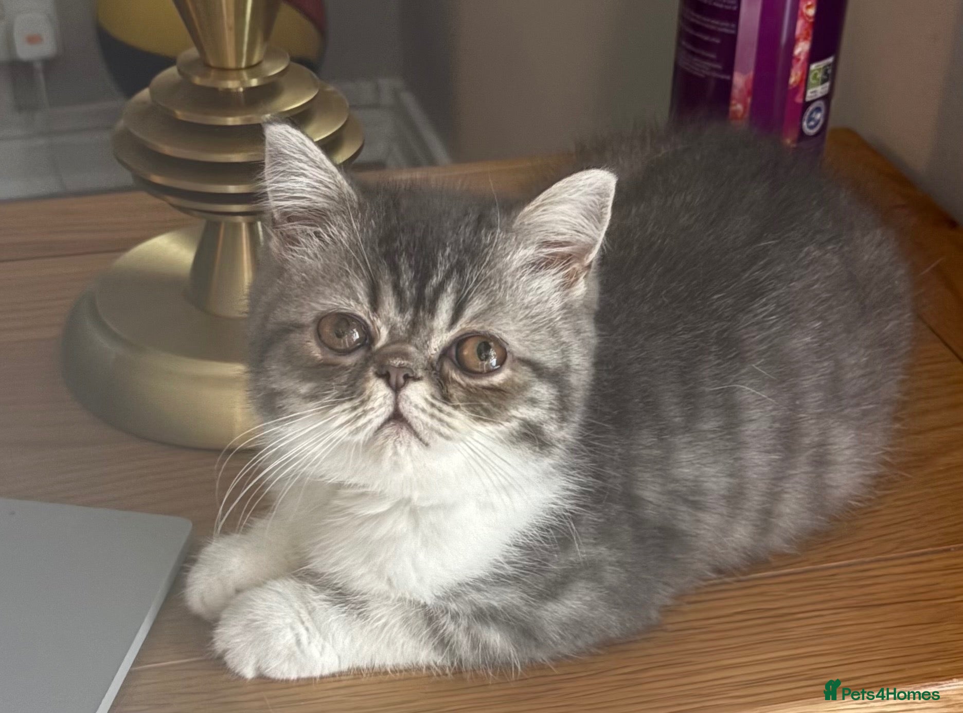 Exotic cats Exotic kittens for sale in london - Advert 1