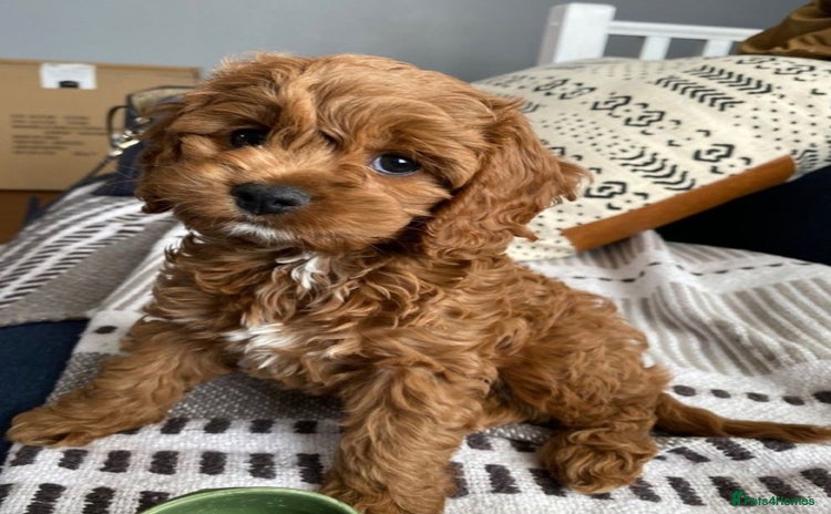 Cavapoo dogs - Advert 2