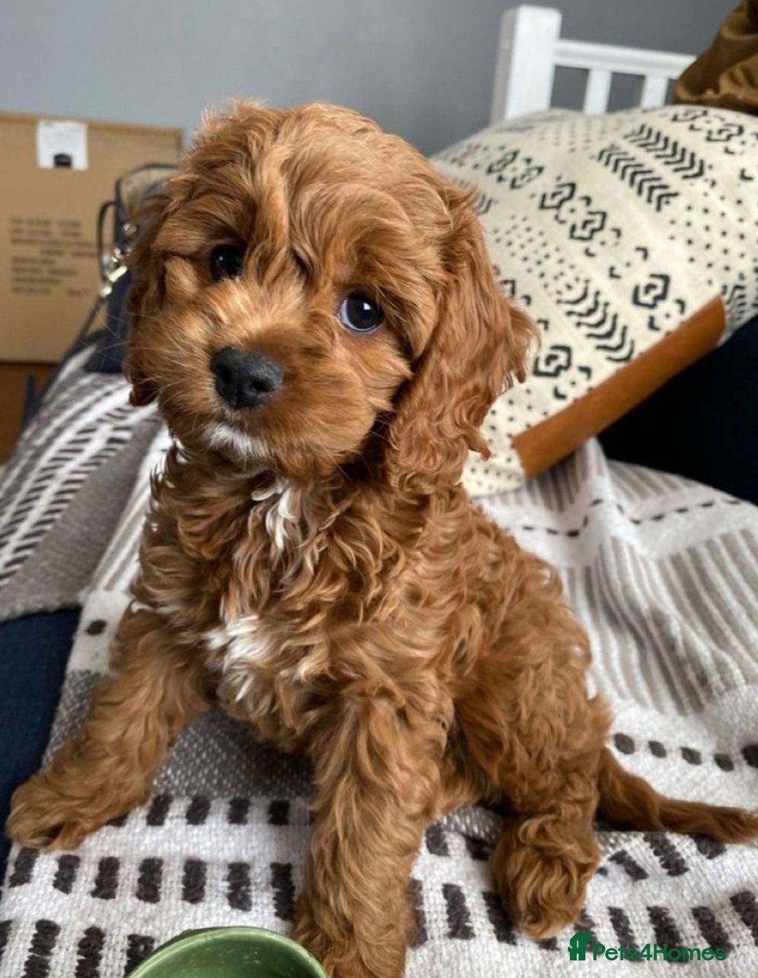 Cavapoo dogs for sale: WANTED CAVAPOO PUPPY - Image 1
