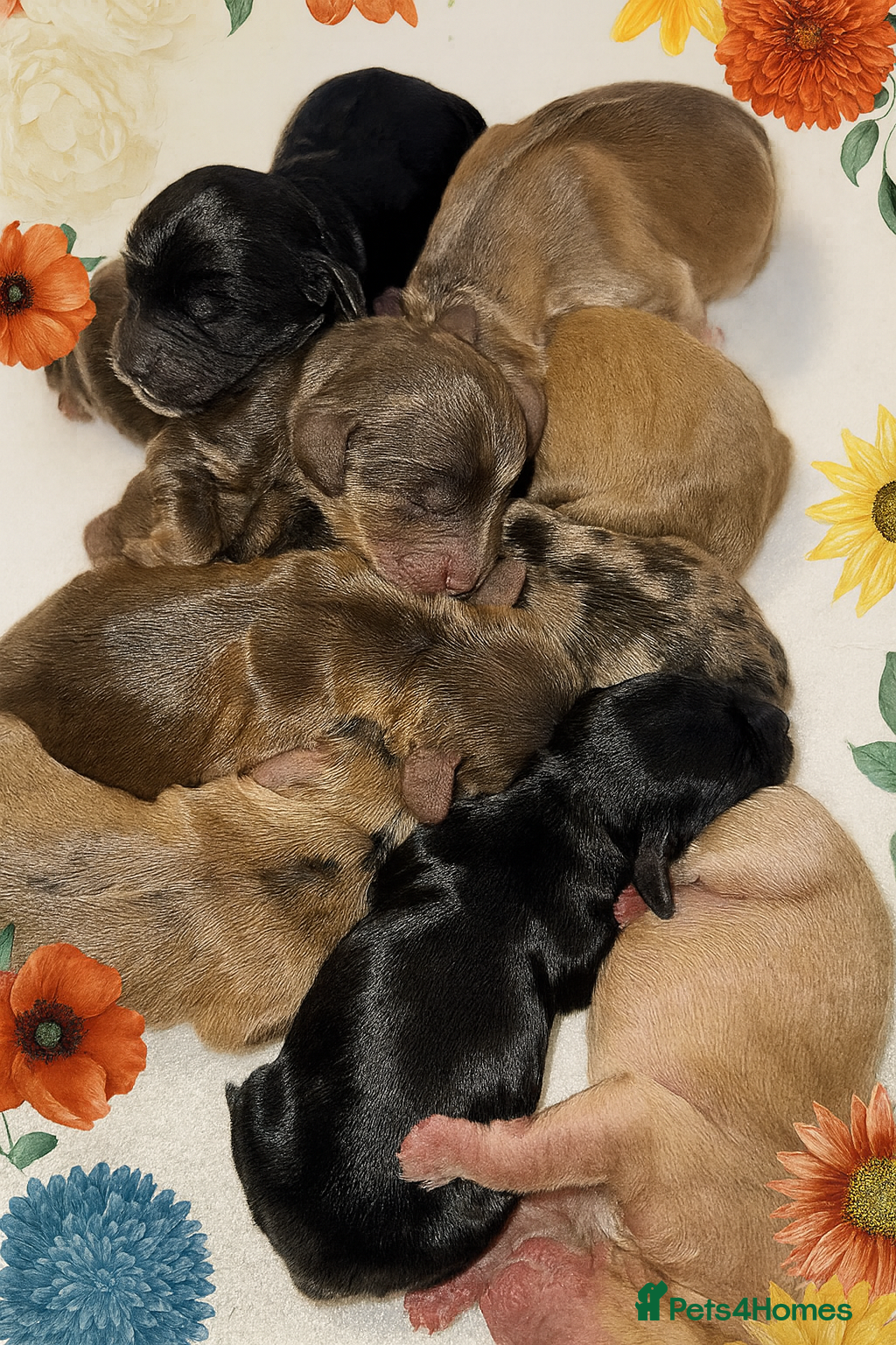 Cockapoo dogs ❤️DNA Tested Rare Sable Cockapoos, Ready 5th Feb  - Advert 1