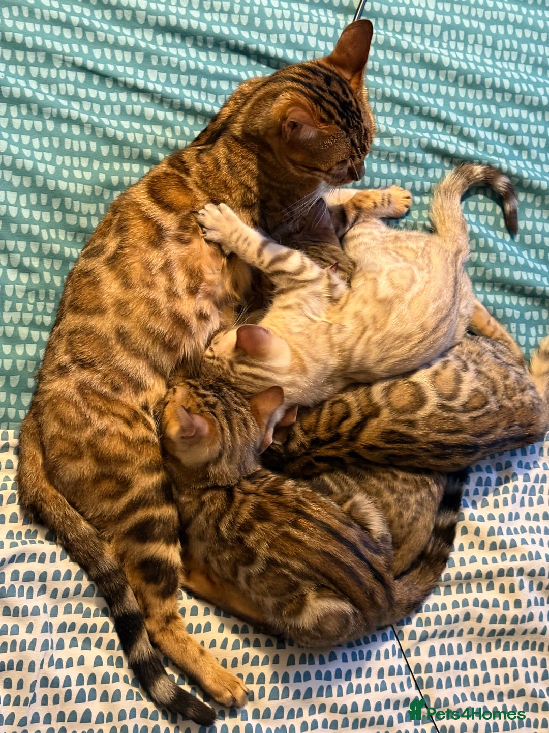 Bengal cats for sale: Pedigree TICA registered Bengal Kittens - Advert 2