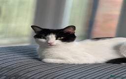 Mixed Breed cats for sale: Free free - Image 4