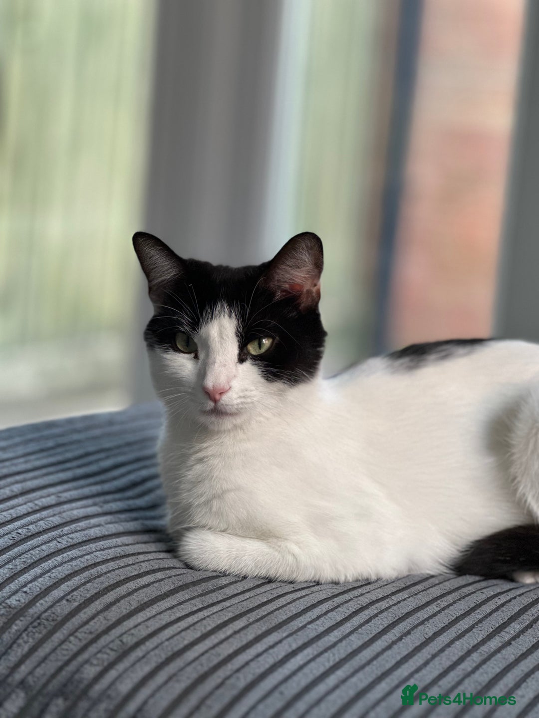 Mixed Breed cats for sale: Free free - Image 4