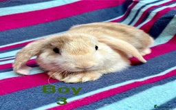 Mini Lop rabbits for sale: Adorable Baby mini loops  - Image 4