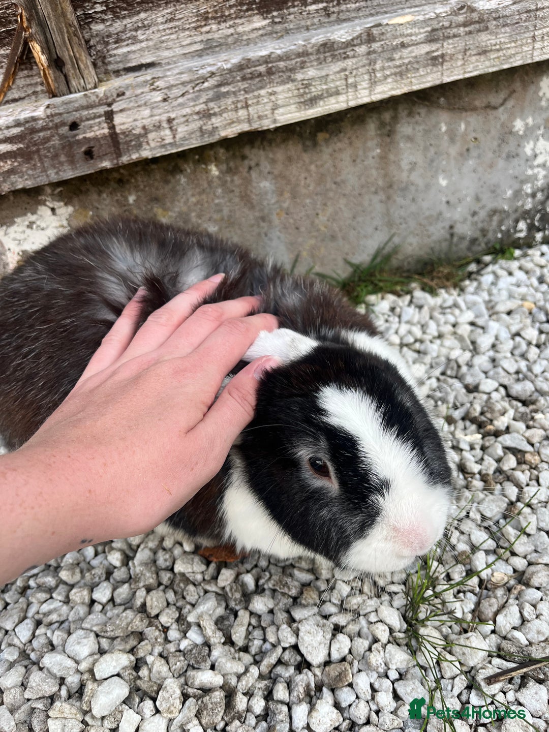 English rabbits for sale: 2 Rabbits Free - Image 3