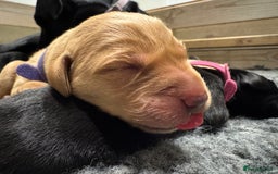 Labrador Retriever dogs for sale: Beautiful Labrador Retriever puppies - Image 21