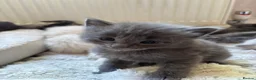 Ragdoll cats for sale: Gorgeous ragdolls 🤍🐾 - Advert 18