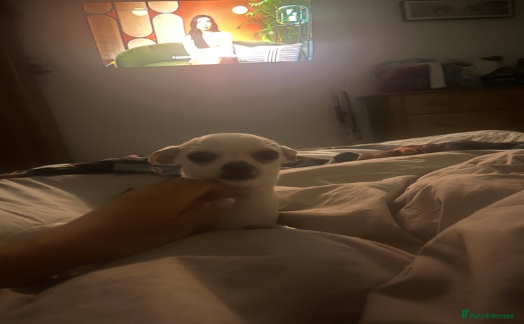 Chihuahua dogs - Advert 4