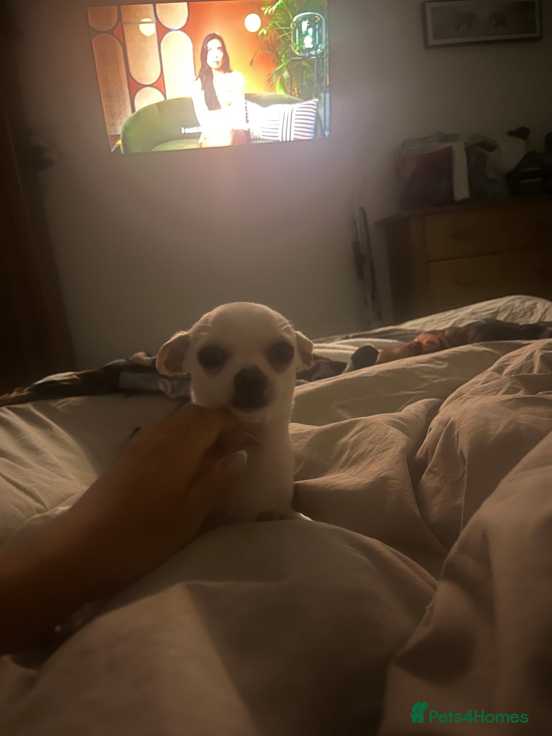 Chihuahua dogs for sale: small chihuahua  - Image 1