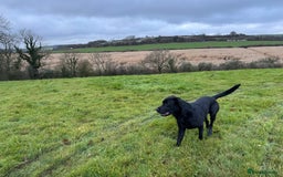 Labrador Retriever dogs for stud: Black Labrador Retriever – At Stud. KC Registered in Salisbury - Image 9