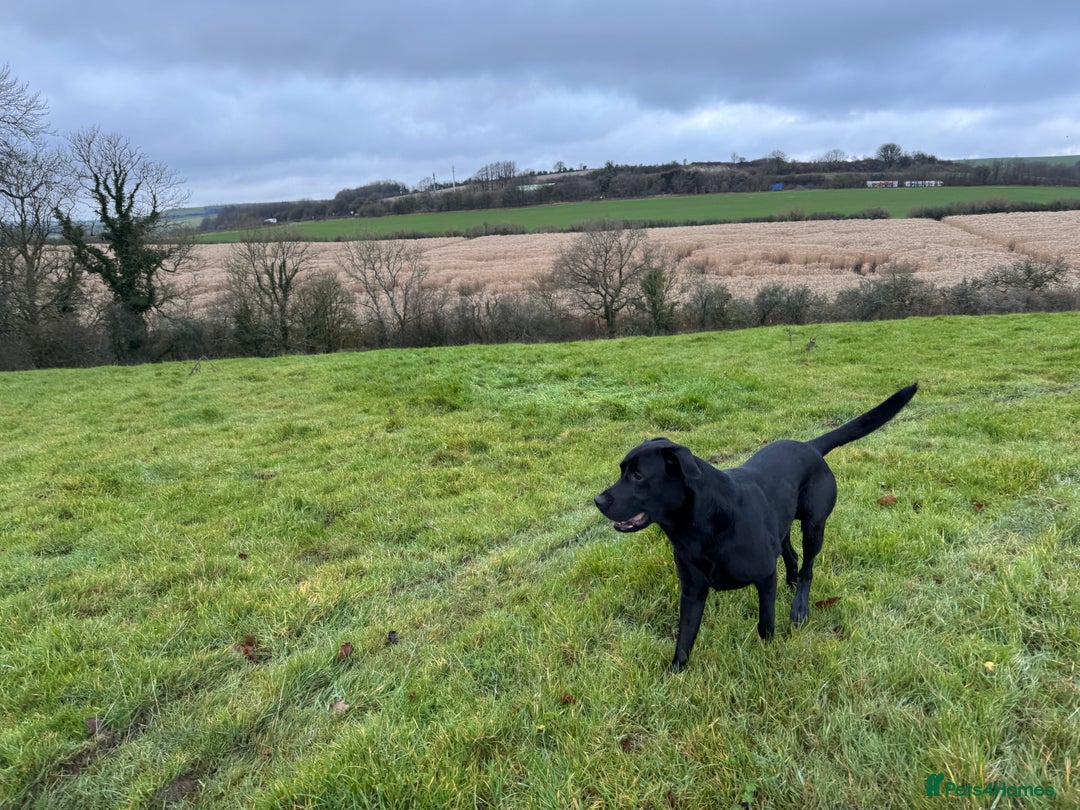 Labrador Retriever dogs for stud: Black Labrador Retriever – At Stud. KC Registered in Salisbury - Image 9