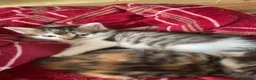 Mixed Breed cats for sale: 4 kittens available in Stockport - Advert 6