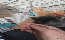 Chinchilla rodents for sale: 2 Female Chinchillas - Image 5