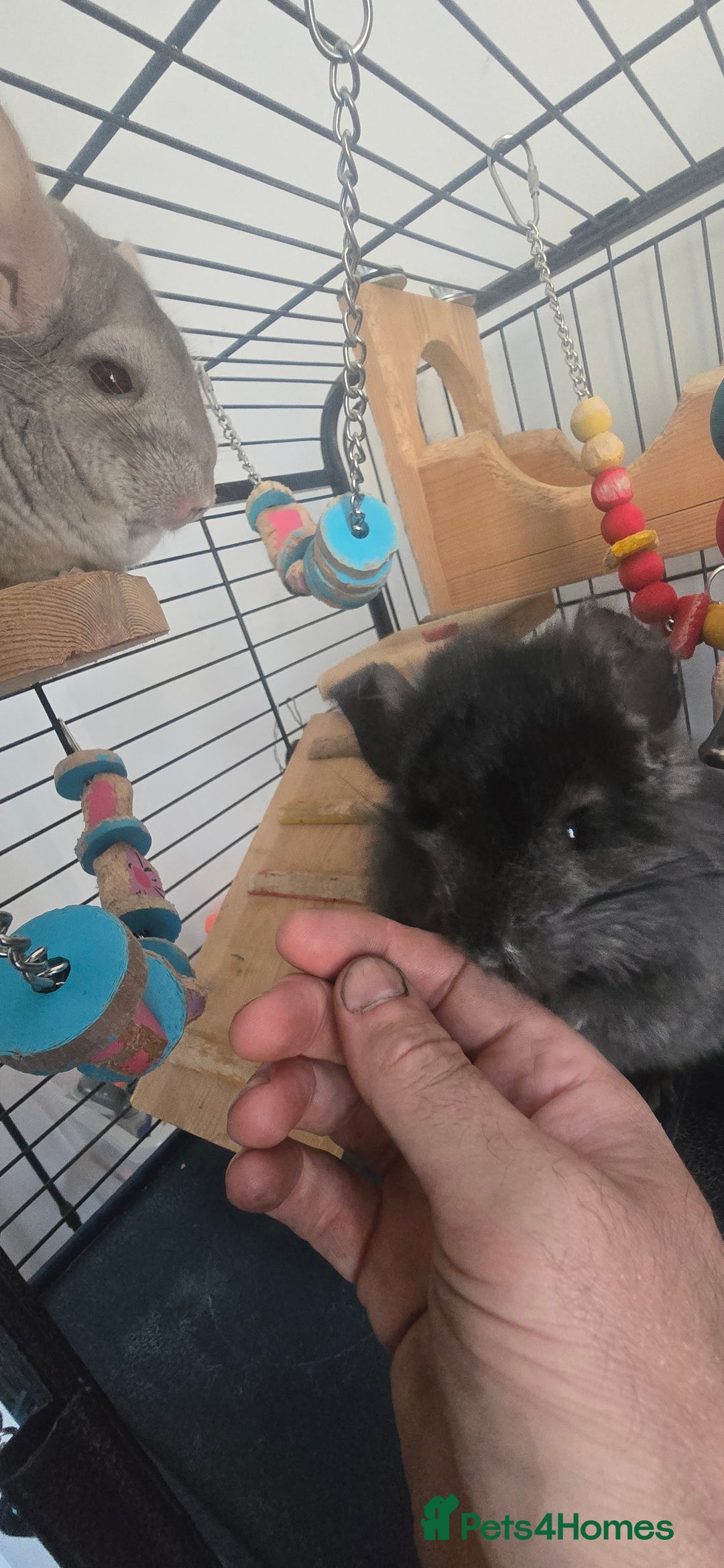 Chinchilla rodents for sale: 2 Female Chinchillas - Image 5