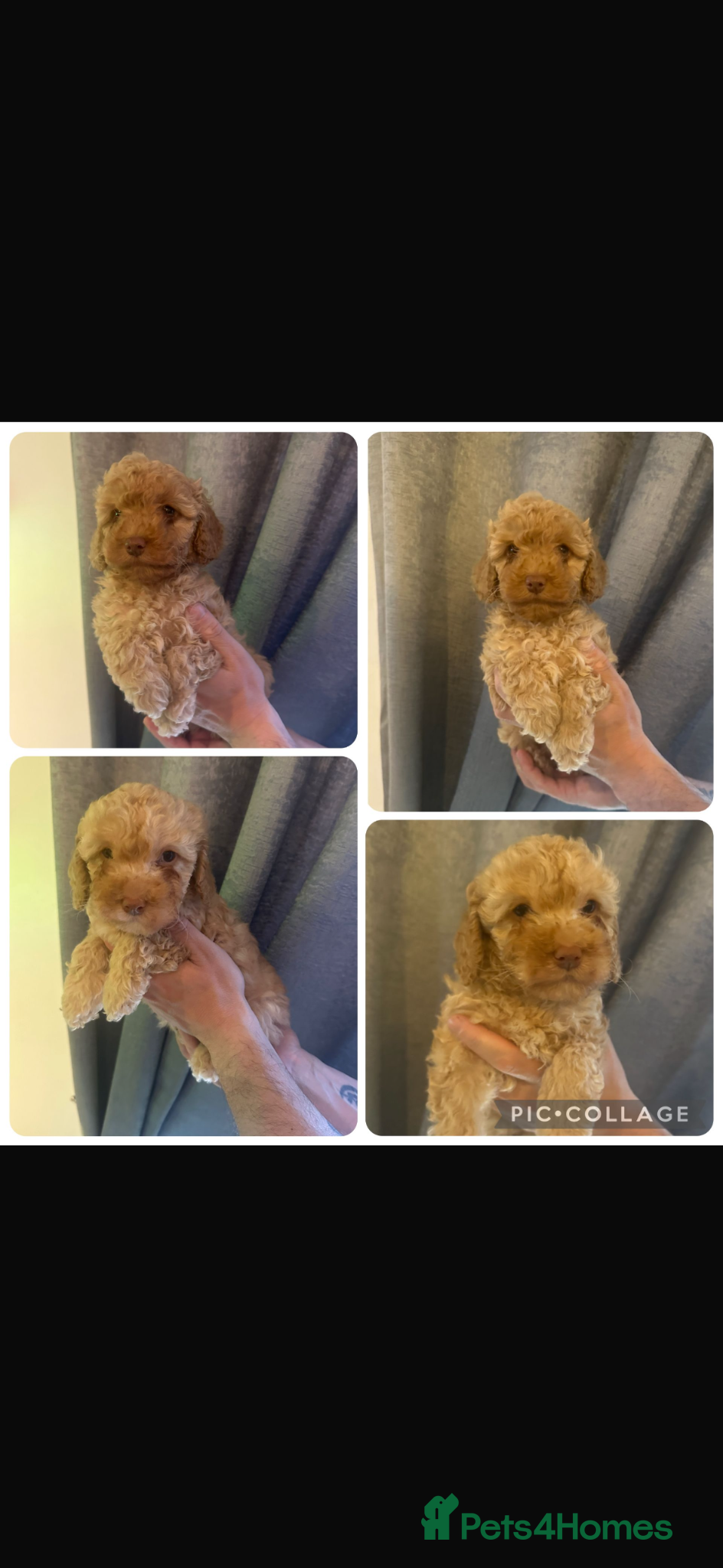 Cockapoo dogs 2 golden left ready now. F1b cockapoo puppies - Advert 7