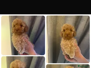 Cockapoo dogs 2 golden left ready now. F1b cockapoo puppies - Advert 7
