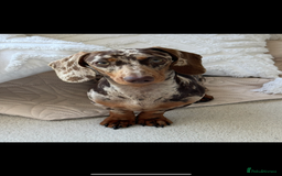 Miniature Dachshund dogs for stud: MINIATURE DAPPLE CHOC/ISABELLA DACHSHUND STUD - Advert 3