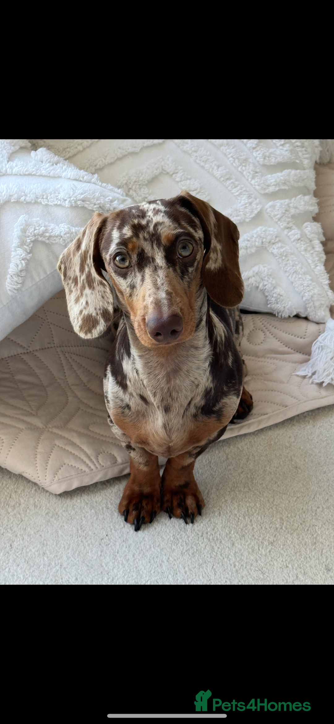 Miniature Dachshund dogs for stud: MINIATURE DAPPLE CHOC/ISABELLA DACHSHUND STUD - Advert 3