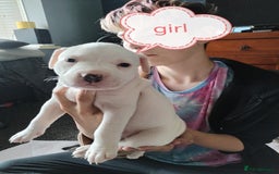 American Bulldog dogs for sale: 4 gorgous pups - Image 5