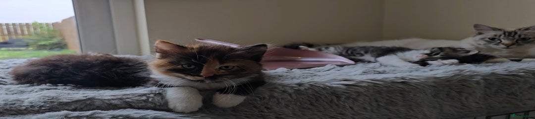 Ragdoll Kitten 3