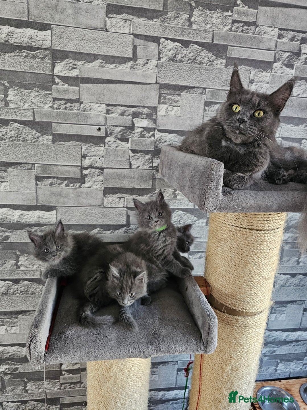 Maine Coon cats for sale: Blue Maine Coon kittens Tica registered in King's Lynn - Image 12