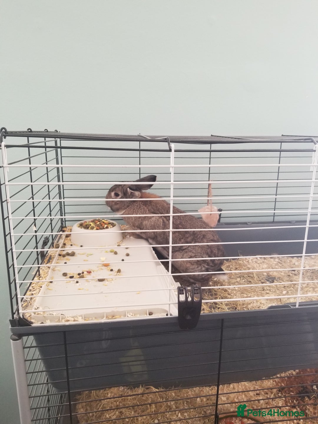 Tan rabbits for sale: THOR  - Image 2