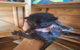 Mixed Breed cats for sale: 6x Mixed breed kittens - Image 7