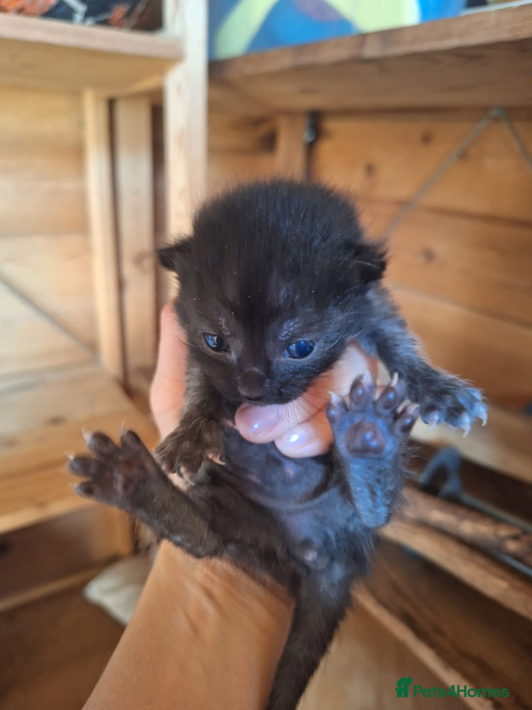 Mixed Breed cats for sale: 6x Mixed breed kittens - Image 7