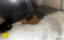 Mixed Breed cats for sale: 1 Ginger boy and 1 Tabby girl available  - Image 8
