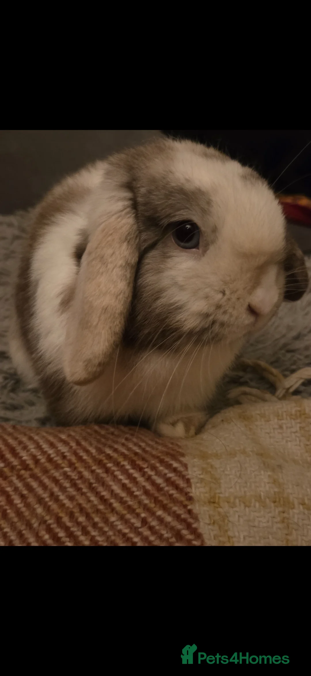 Mini Lop rabbits for sale: Male minilop blue eyes  - Advert 2