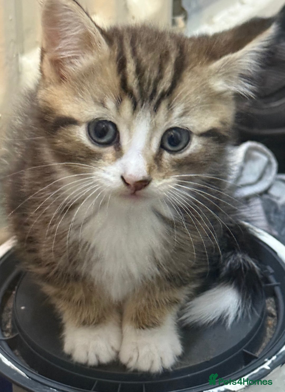 Mixed Breed cats for sale: Kittens - Advert 3