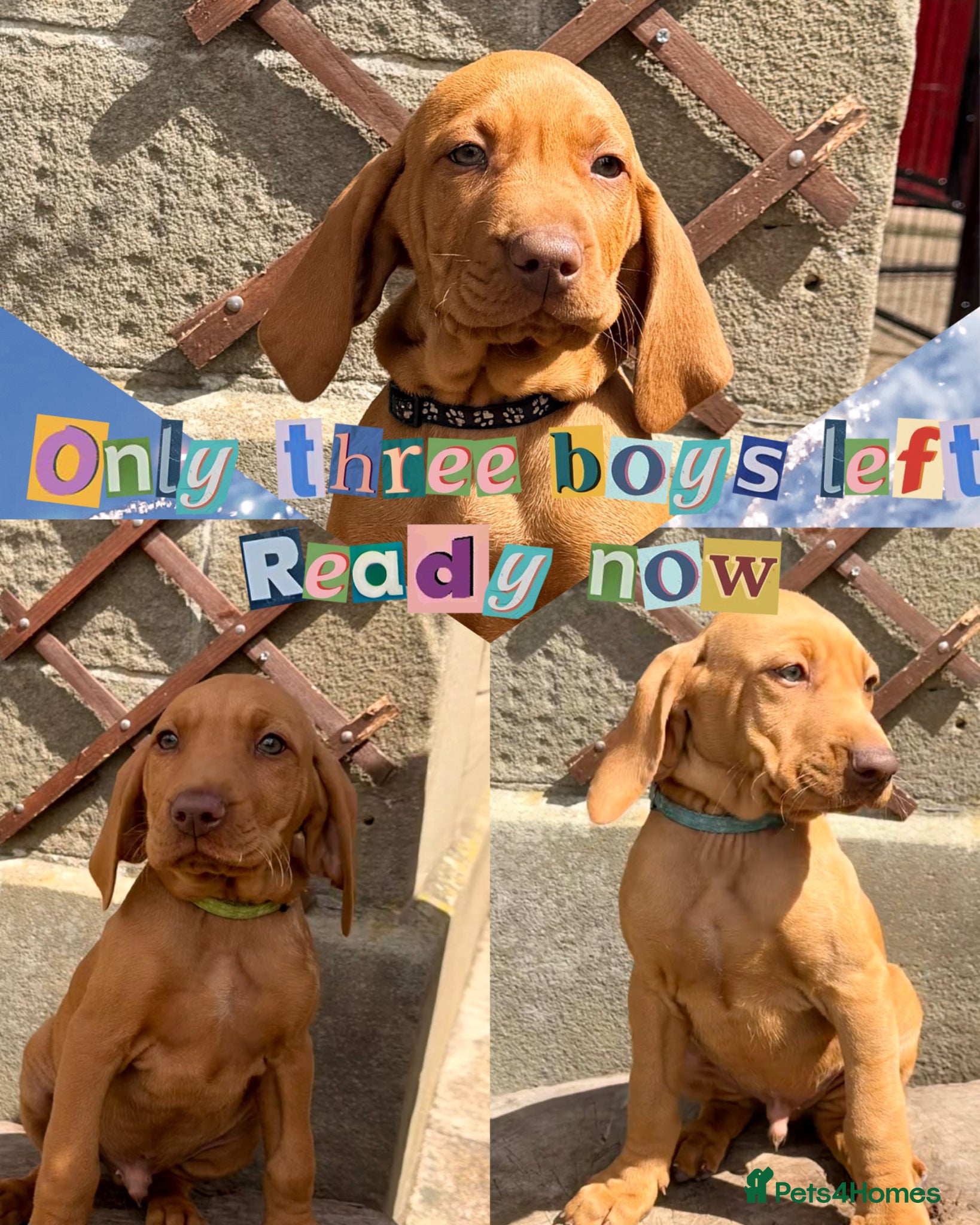 Hungarian Vizsla dogs READY NOW Beautiful KC Reg. Vizsla Pups - Advert 1