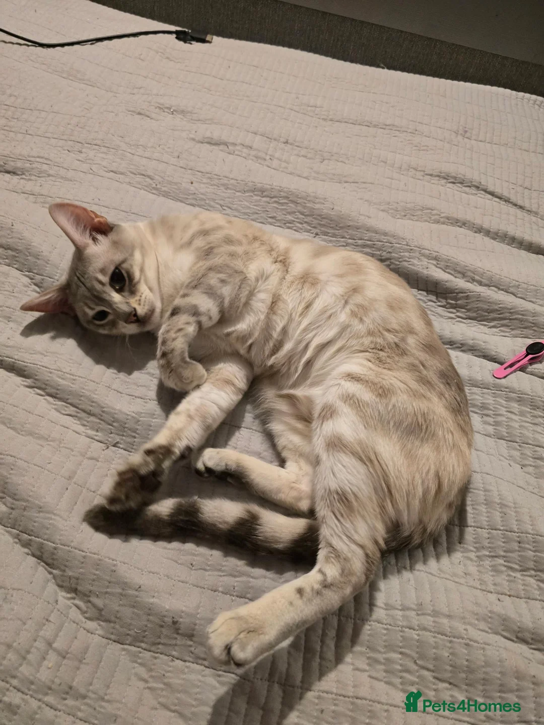 Bengal cats for sale: Last Boy - Advert 1