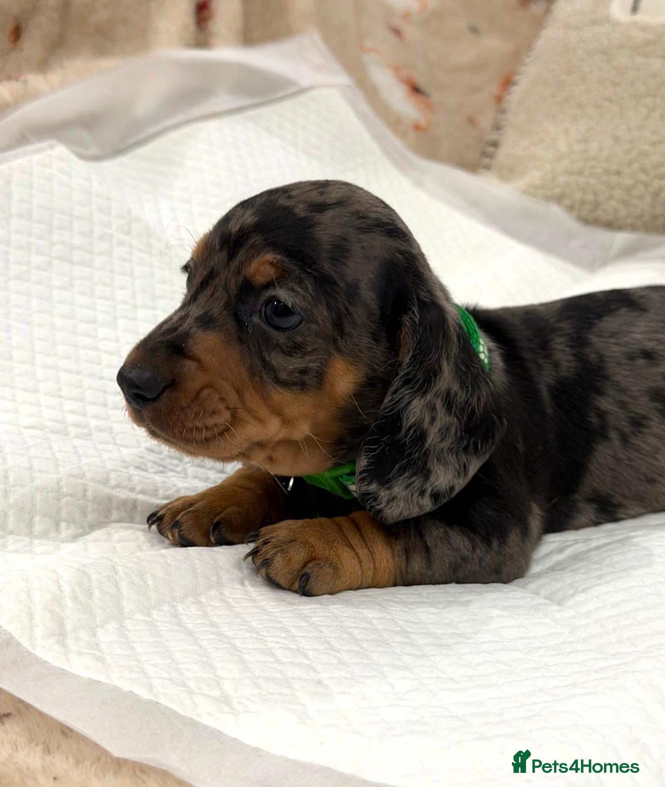 Miniature Dachshund dogs  Last beautiful boy 💚Miniature Dachshund Puppies - Advert 8