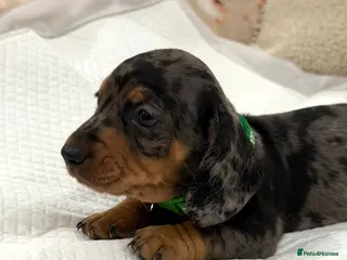 Miniature Dachshund dogs Last beautiful boy 💚Miniature Dachshund Puppies - Advert 8